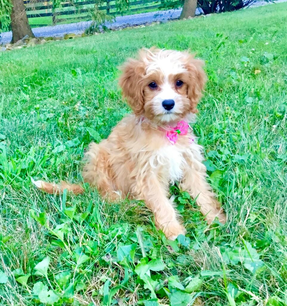 Meet Jade: A Beautiful Red Cavapoo | Log Home Puppies Is Your Puppy ...